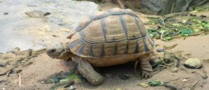 The Kleinmann’s Tortoise