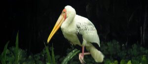 The Milky Stork