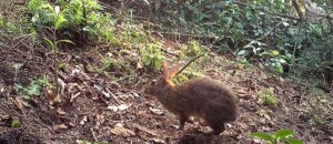 The Omilteme Cottontail