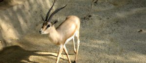 The Rhim Gazelle