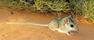 The Sandhill Dunnart