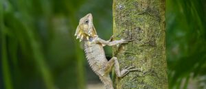 The Boyd’s Forest Dragon