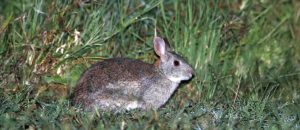 The Bunyoro Rabbit