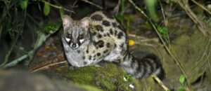 The Cape Genet