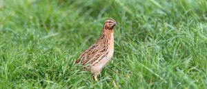 The Common Quail
