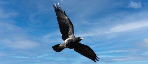 The Chihuahuan Raven