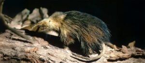 The Rediscovered Cuban Solenodon