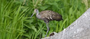 The Limpkin