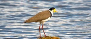 The Masked Lapwing