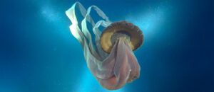 The Mysterious Phantom Jellyfish