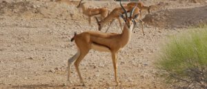 The Dwindling Red-Fronted Gazelle