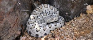 The Fate of the Santa Catalina Rattlesnake