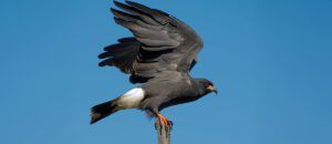 The Snail Kite