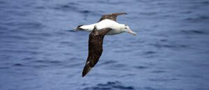 The Tristan Albatross