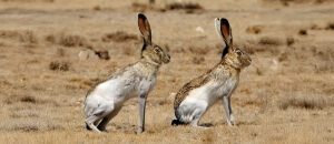 The Quick and Agile White-Sided Jackrabbit
