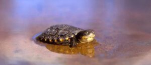 The Western Swamp Turtle