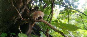 The Asiatic Long-Tailed Climbing Mouse