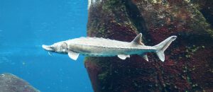 The Atlantic Sturgeon