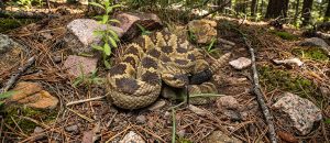 The Black-Tailed Rattlesnake