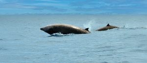 The Cuvier’s Beaked Whale