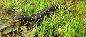 The California Tiger Salamander