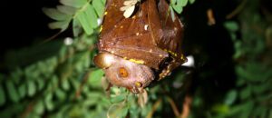 The Eastern Tube-Nosed Bat