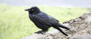 The Little Raven