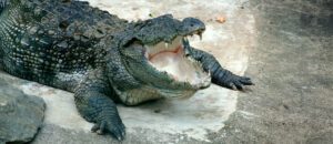 The Mugger Crocodile