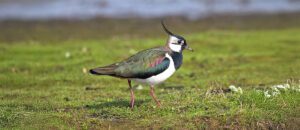 The Northern Lapwing