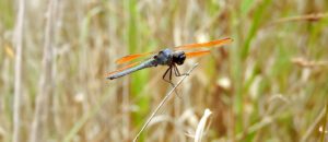 The Purple Skimmer
