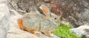 The Smith’s Red Rock Hare