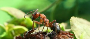 The Southern Wood Ant