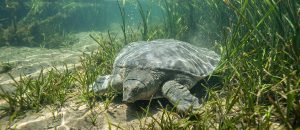The Asian Giant Softshell Turtle