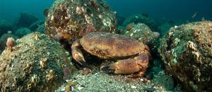 The Brown Crab