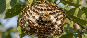 The European Paper Wasp