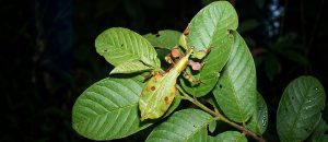 The Gray’s Leaf Insect