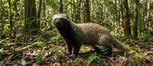 The Fierce Lesser Grison