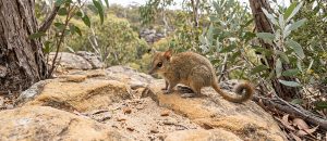 The Dwindling Populations of the Monjon