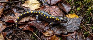 The Spotted Salamander