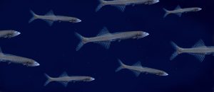 The Incredibly Abundant Bristlemouth