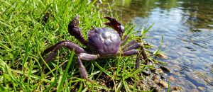 The Chinese Mitten Crab