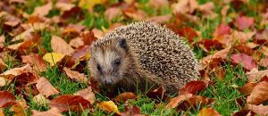The European Hedgehog