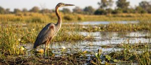 The Goliath Heron
