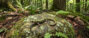 The Green Salamander