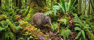 The Great Spotted Kiwi