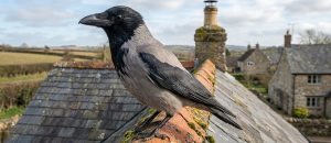 The Hooded Crow