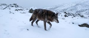 The Himalayan Wolf