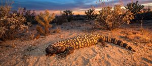 The Mexican Beaded Lizard