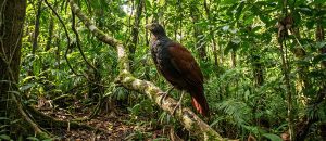The Tooth-Billed Pigeon