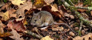 The White-Footed Mouse